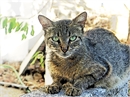scetch cat22